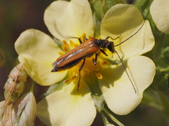 Oedemera