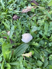 Cuphophyllus virgineus