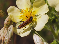 Oedemera