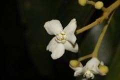 Nectandra lanceolata