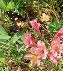 Papilio dardanus