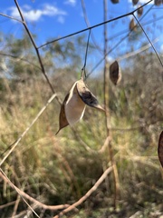 Sesbania vesicaria