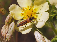 Oedemera