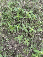 Richardia brasiliensis