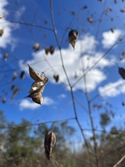 Sesbania vesicaria