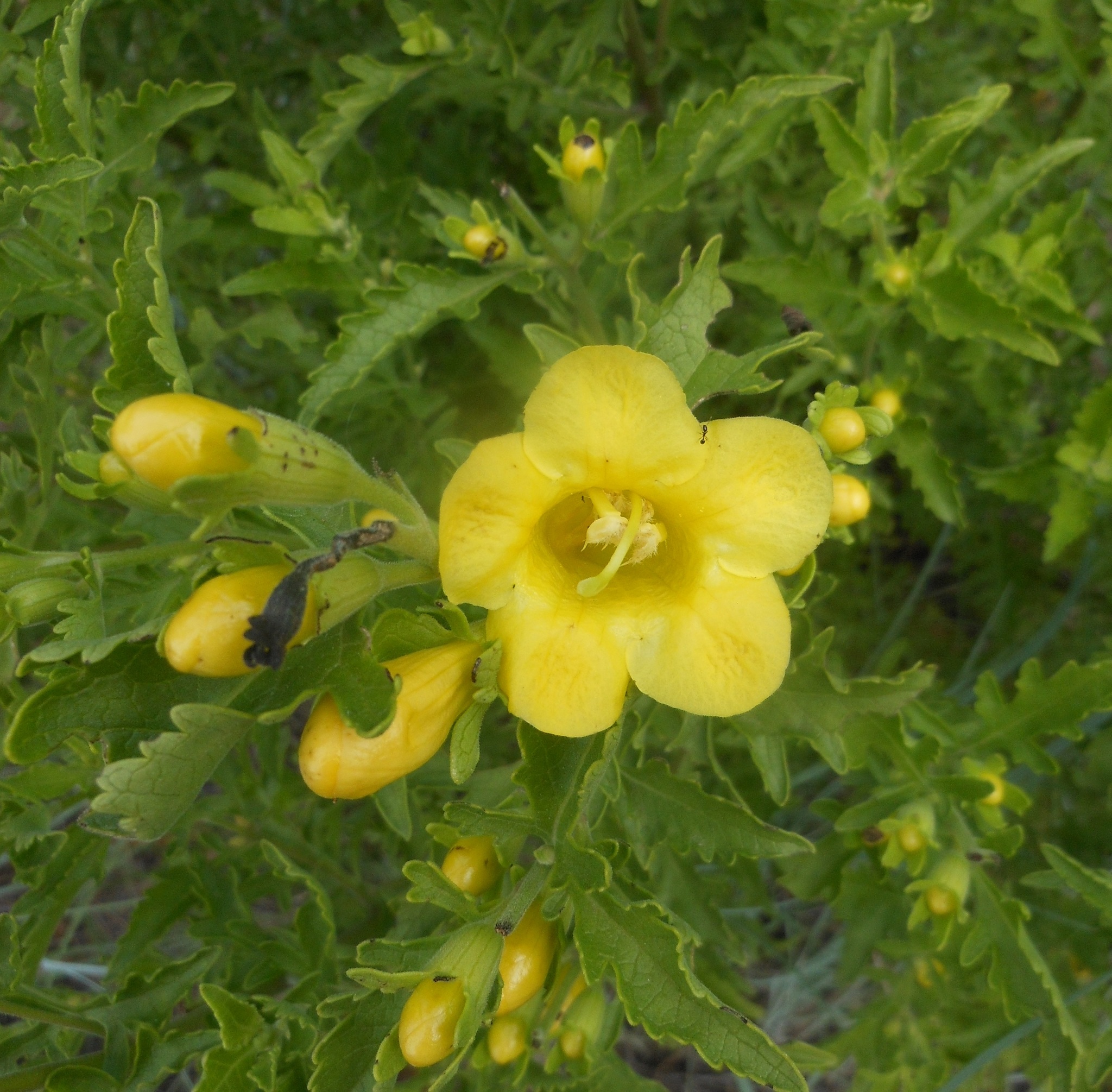 Aureolaria