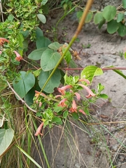 Clinopodium tomentosum