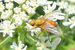 Leskia aurea