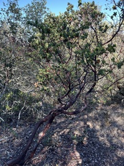 Arctostaphylos pallida