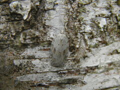 Acleris logiana
