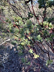 Arctostaphylos pallida