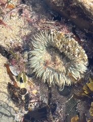 Anthopleura sola