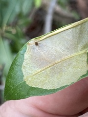 Cameraria tildeni