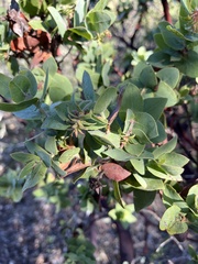 Arctostaphylos pallida
