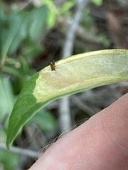Cameraria tildeni