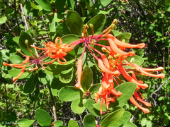 Embothrium coccineum