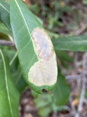 Cameraria tildeni