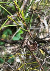 Hakea rugosa