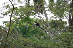 Cercopithecus ascanius