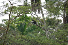Cercopithecus ascanius