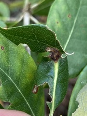 Dryocosmus juliae