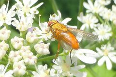 Leskia aurea