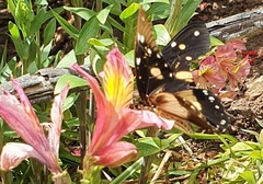 Papilio dardanus