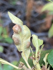 Dryocosmus juliae