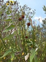 Tithonia diversifolia