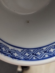 Cheiracanthium inclusum