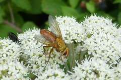 Leskia aurea