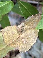 Dryocosmus juliae