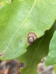 Dryocosmus juliae