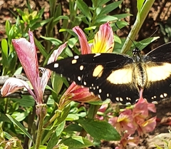 Papilio dardanus