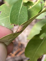 Dryocosmus juliae