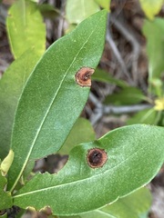 Dryocosmus juliae