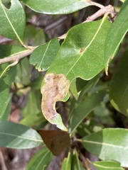 Cameraria tildeni