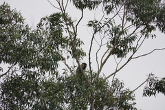 Chlorocebus tantalus