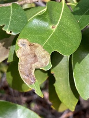 Cameraria tildeni