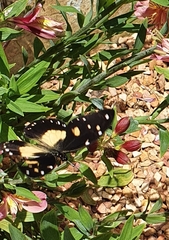 Papilio dardanus