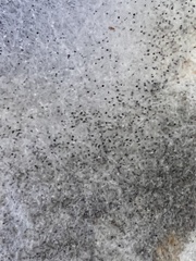 Rhizopus