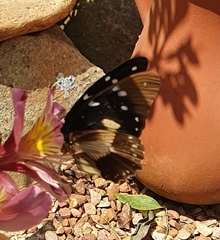 Papilio dardanus