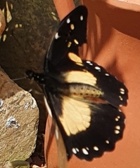 Papilio dardanus
