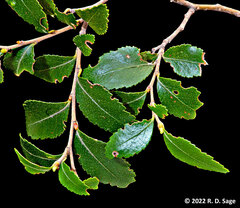 Nothofagus dombeyi