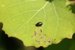 Phratora