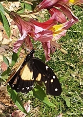 Papilio dardanus
