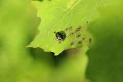 Phratora
