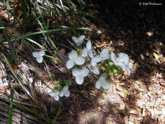 Libertia tricocca
