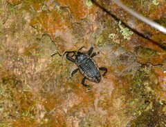 Homalinotus deplanatus