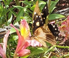 Papilio dardanus